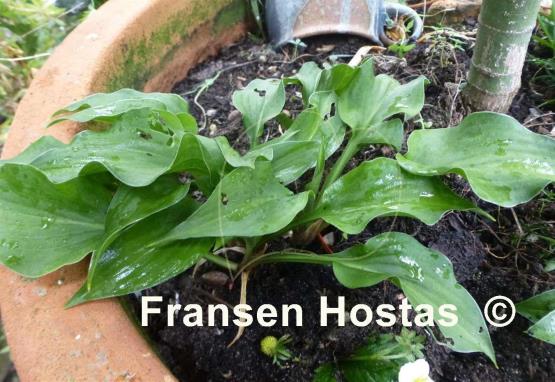 Hosta Japanboy